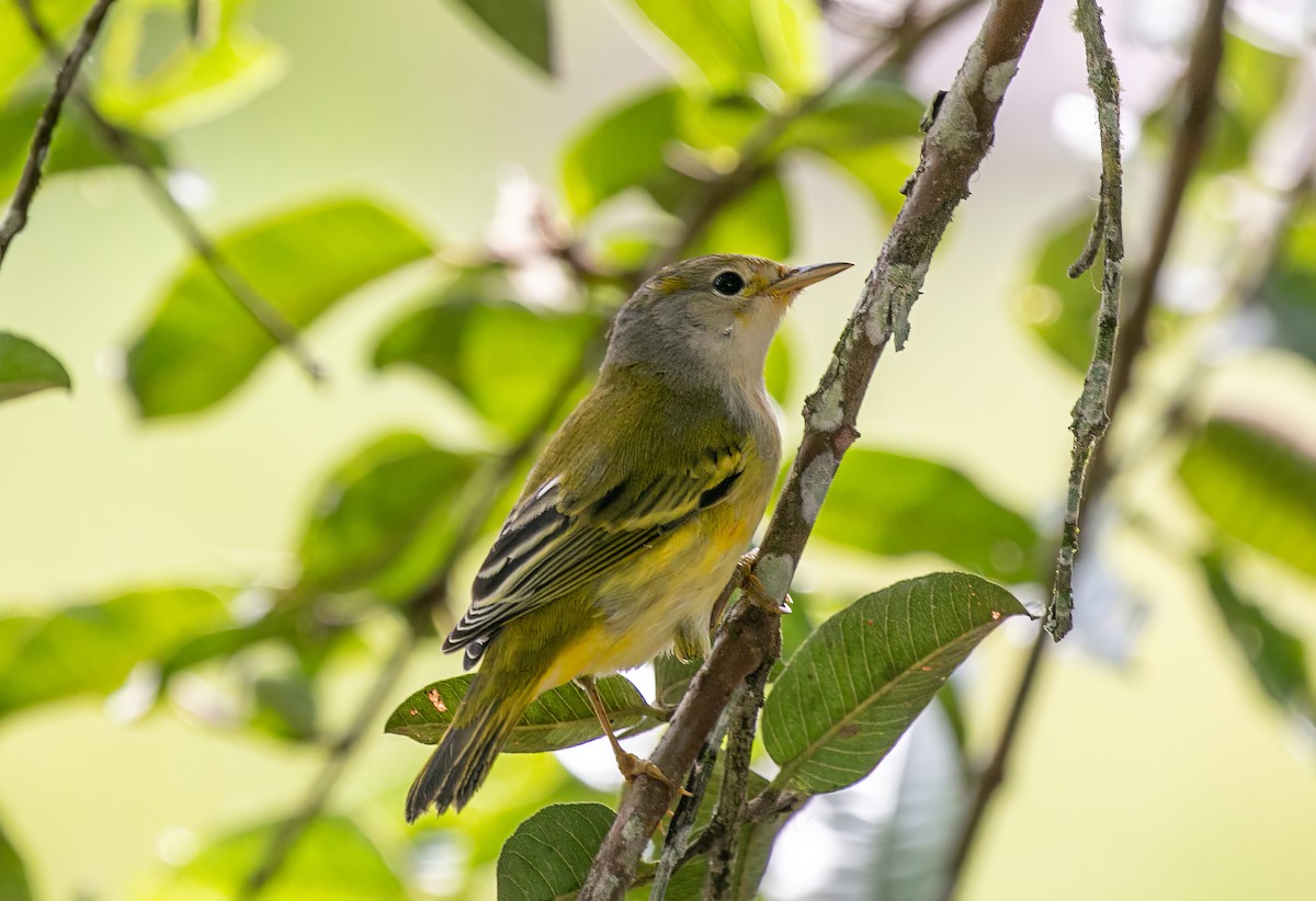 Yellow Warbler (Galapagos) - ML549565021