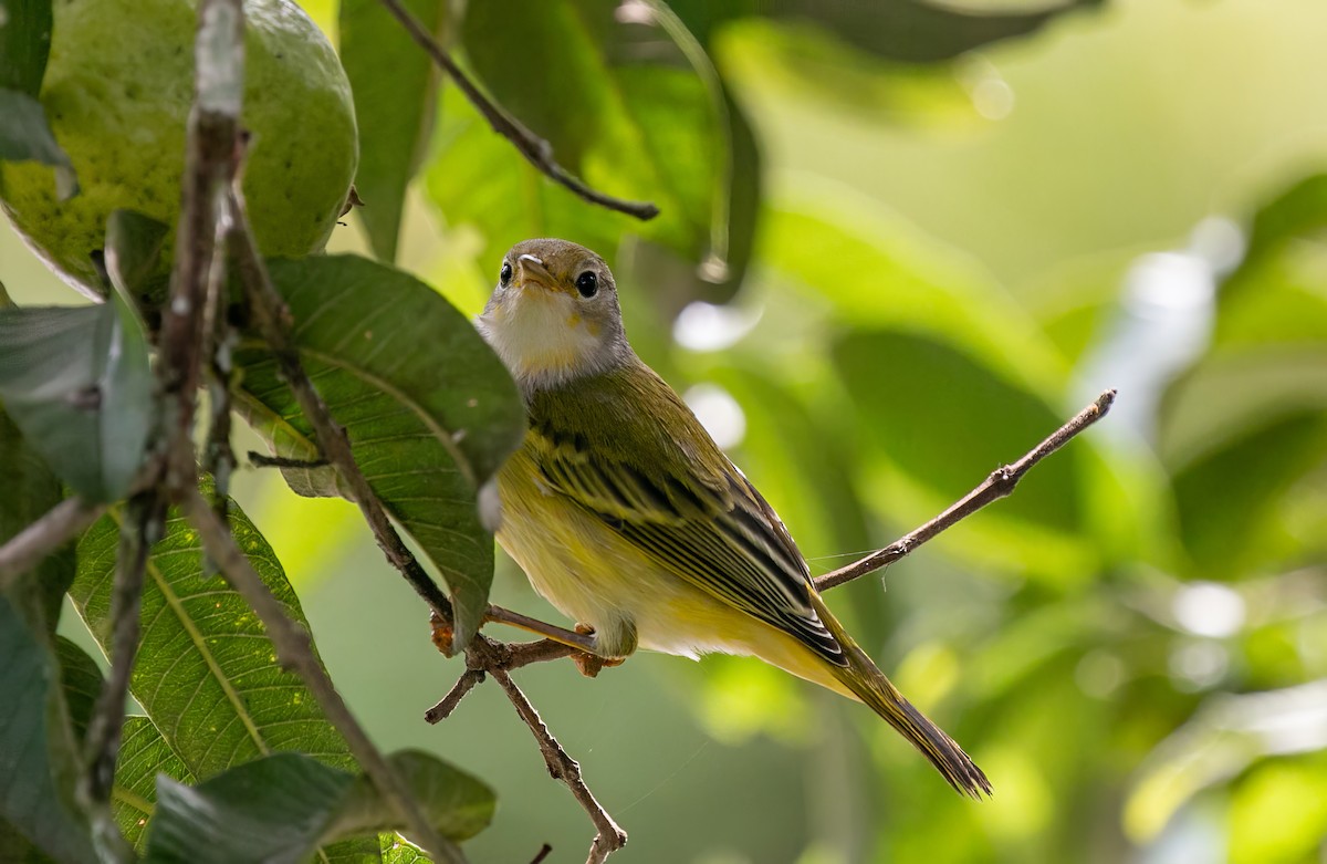 Yellow Warbler (Galapagos) - ML549565051