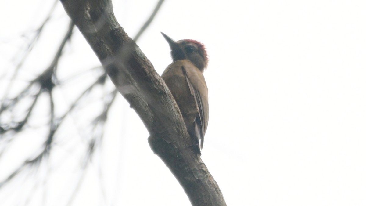 Smoky-brown Woodpecker - ML549566291