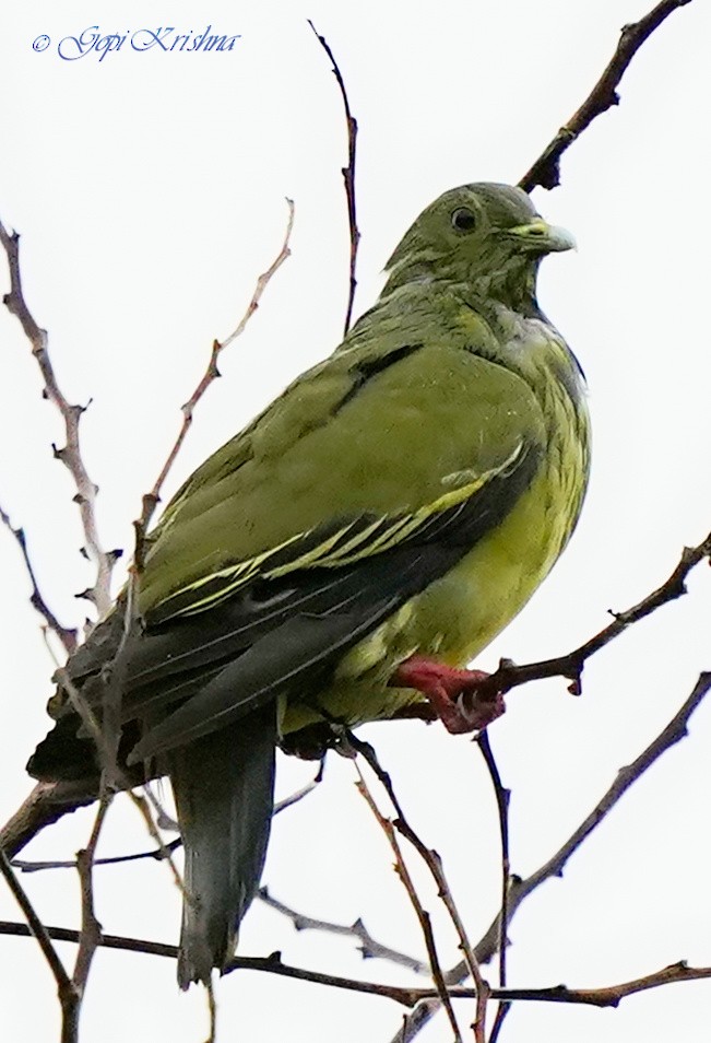Pink-necked Green-Pigeon - ML549567601