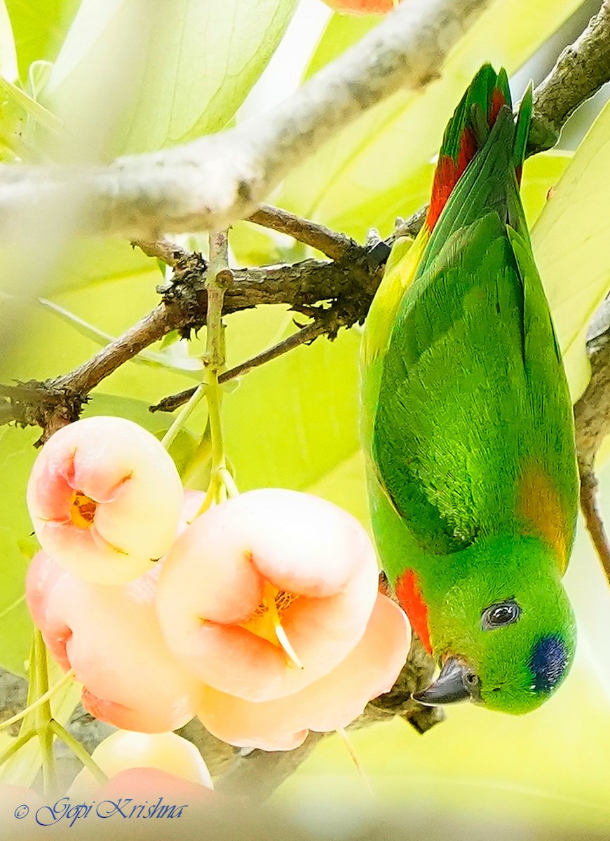 Blue-crowned Hanging-Parrot - ML549567791