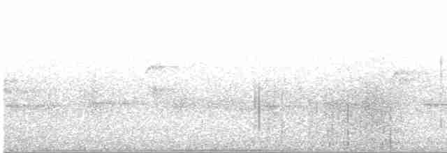 Black-tailed Oriole - ML549569461