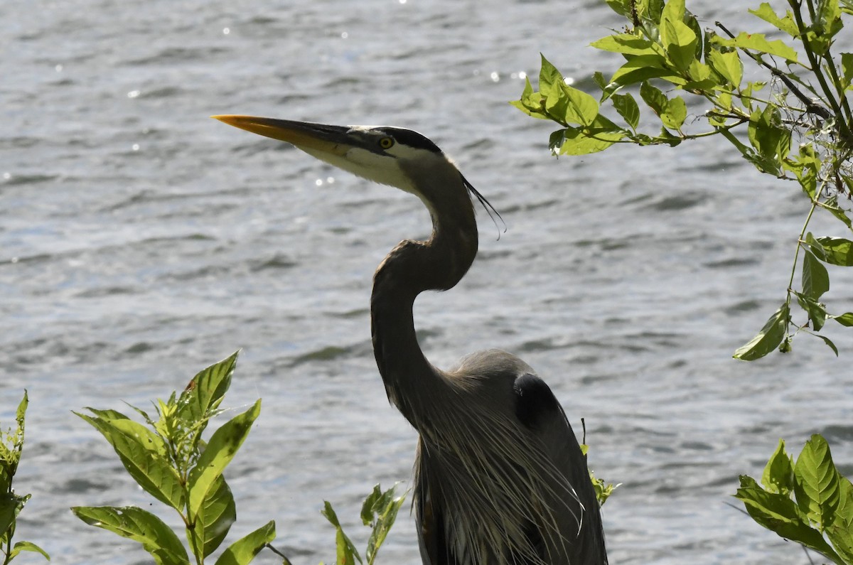 Great Blue Heron (Great Blue) - ML549569501