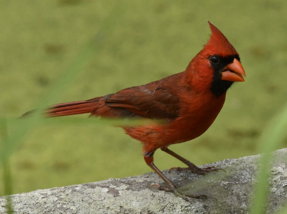 Northern Cardinal (Common) - ML549569901