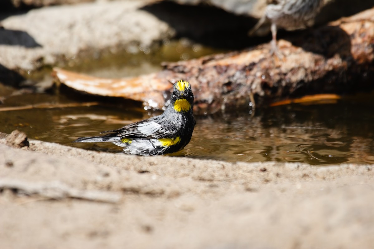 Yellow-rumped Warbler (Audubon's) - ML549570911