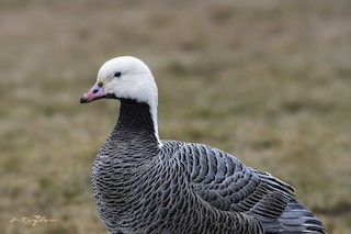 Emperor Goose, ML54957401