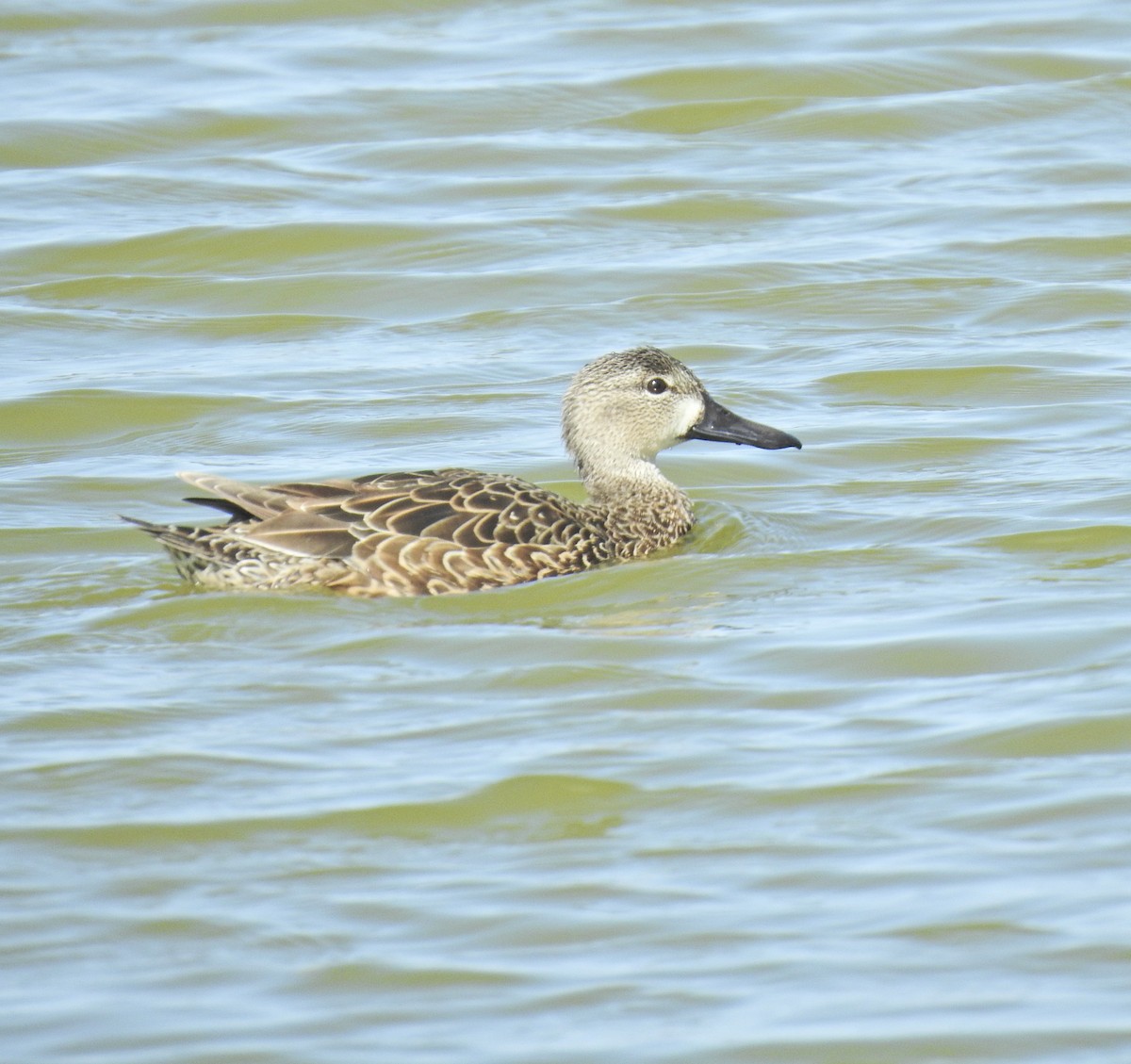 Blue-winged Teal - ML549578111
