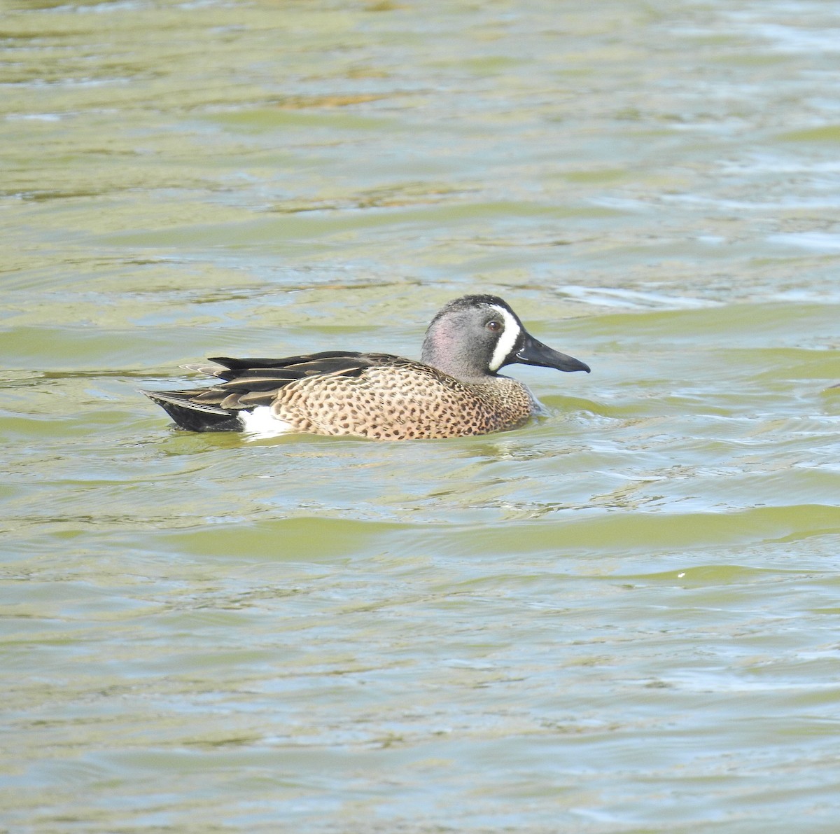 Blue-winged Teal - ML549578141