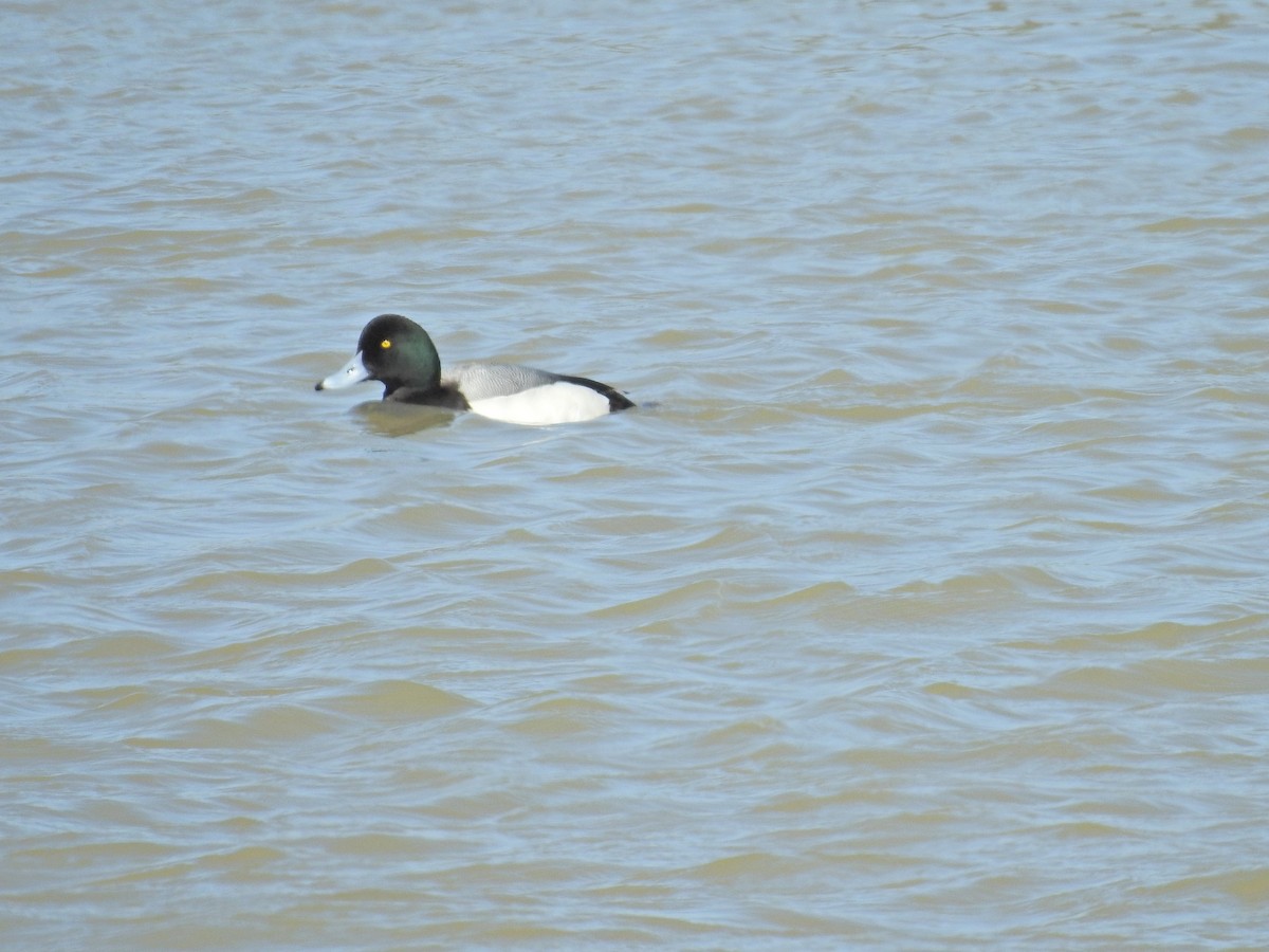 Greater Scaup - ML549578331