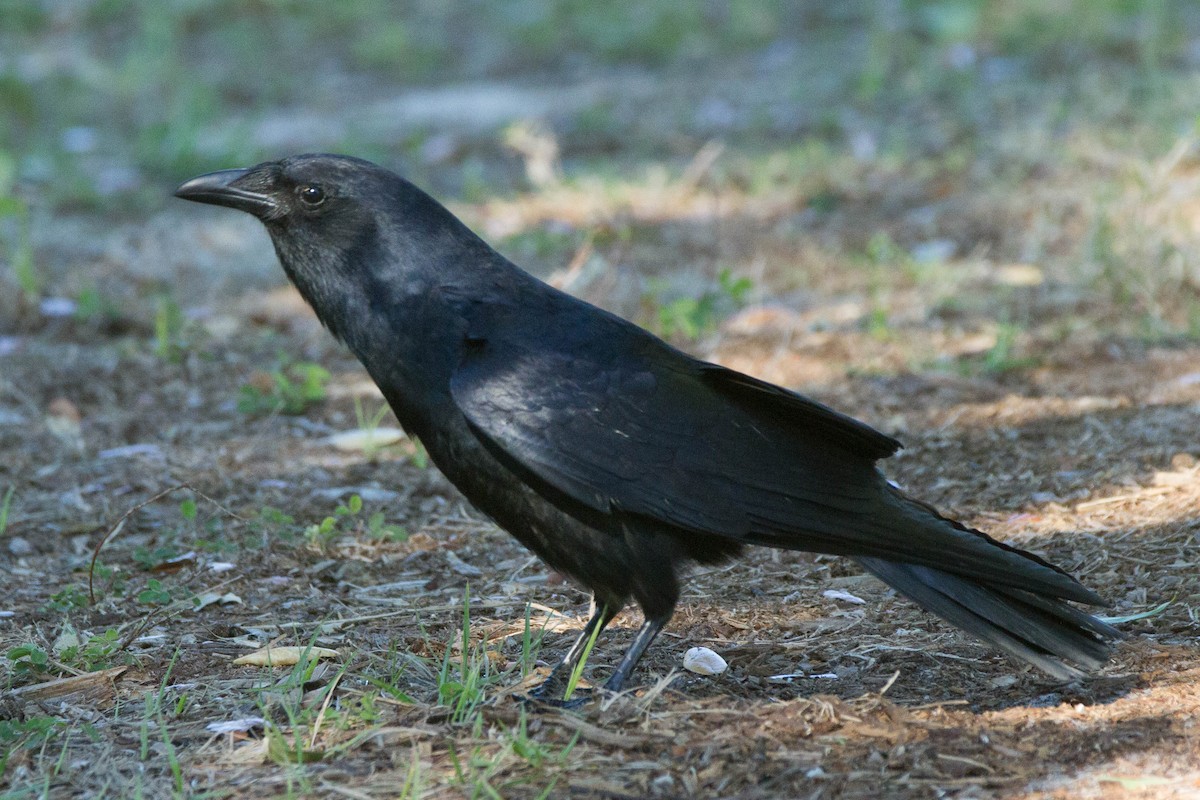 Fish Crow - Ian Hooker