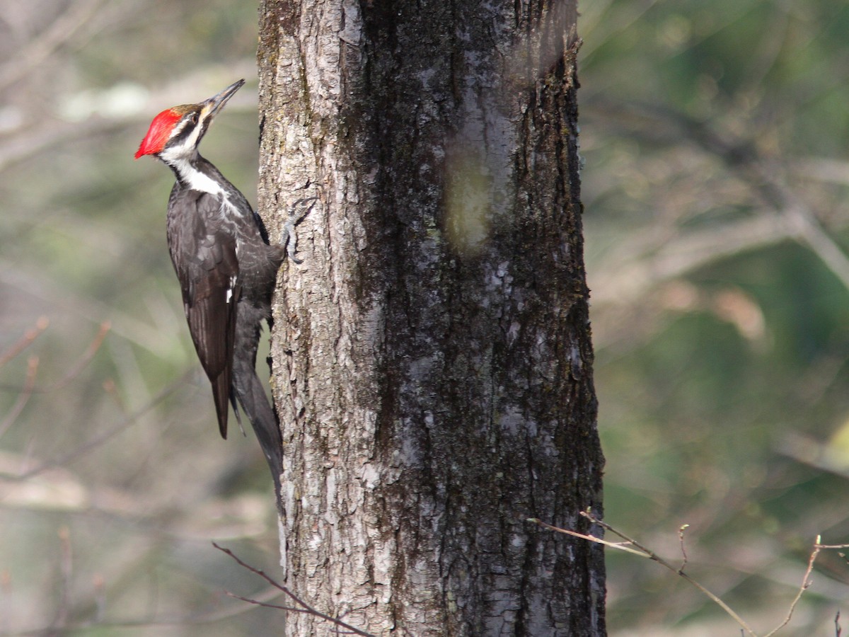 Pileated Woodpecker - Larry Therrien