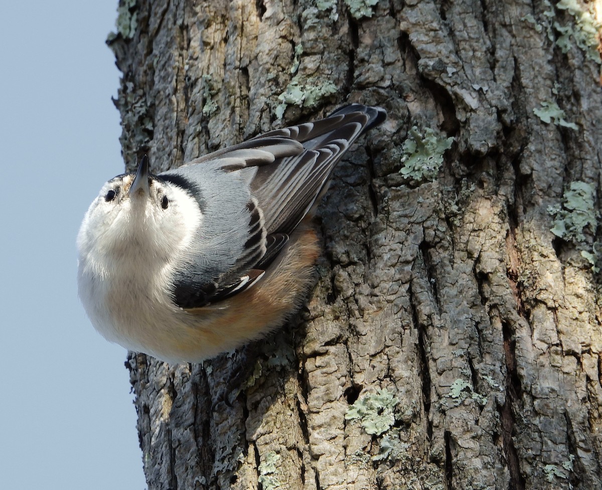 White-breasted Nuthatch - ML549585491