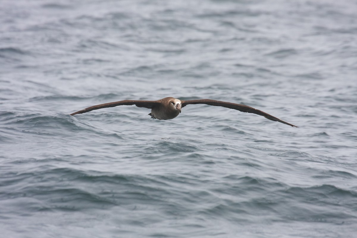 Black-footed Albatross - ML549586911