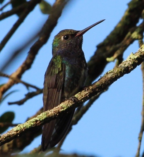 kolibřík safírový - ML549587351