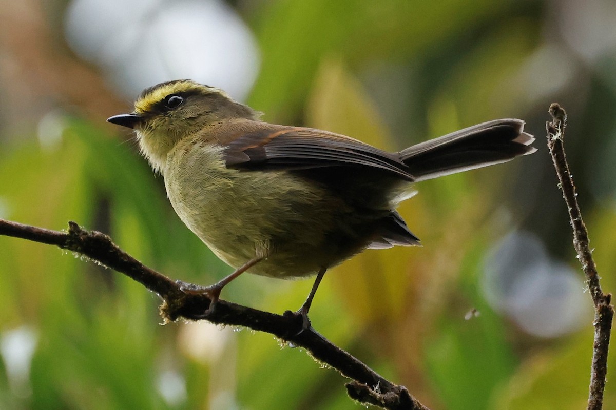 Yellow-bellied Chat-Tyrant - ML549591761