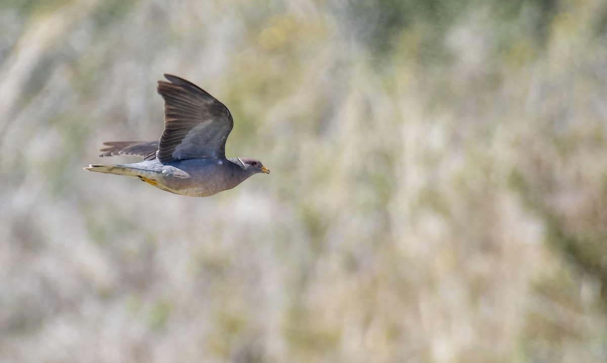 Band-tailed Pigeon - ML549591831