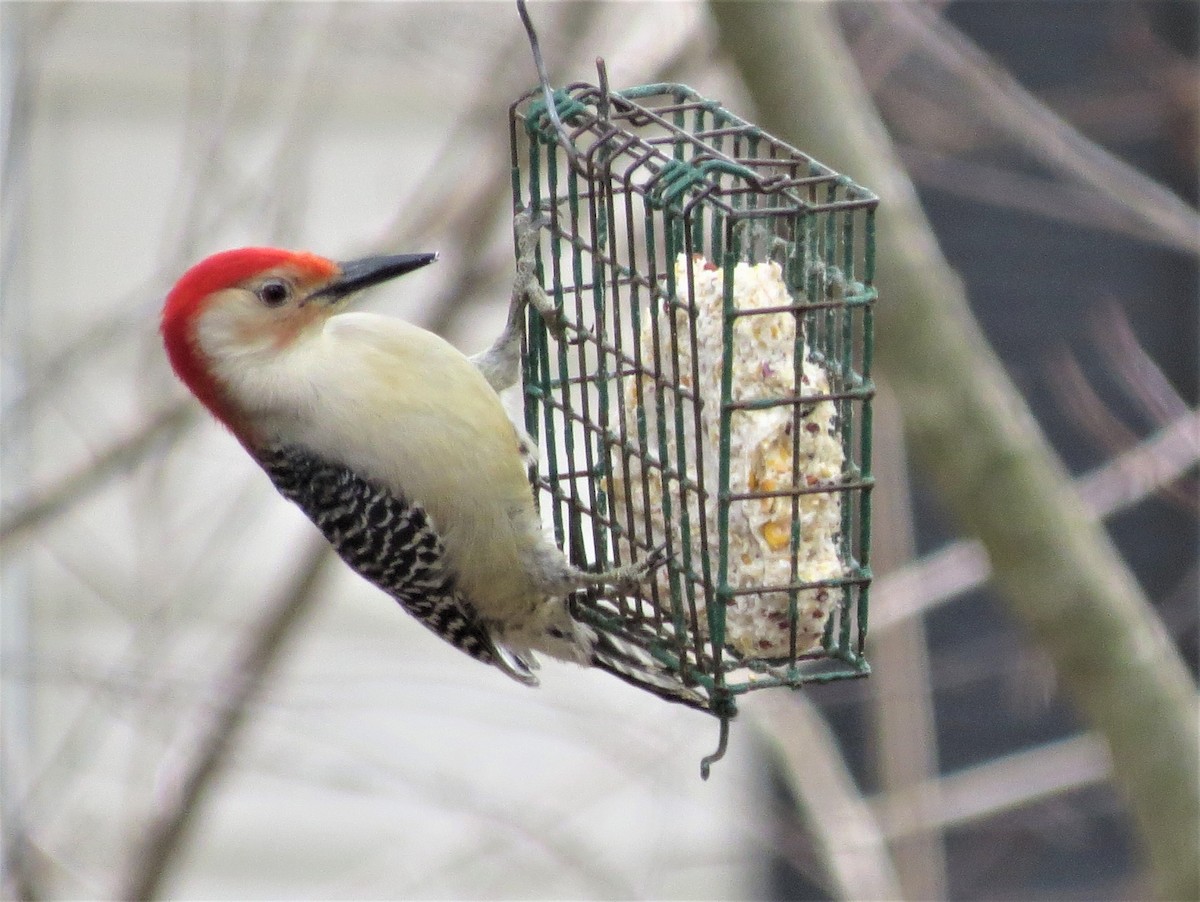 Red-bellied Woodpecker - ML549592841
