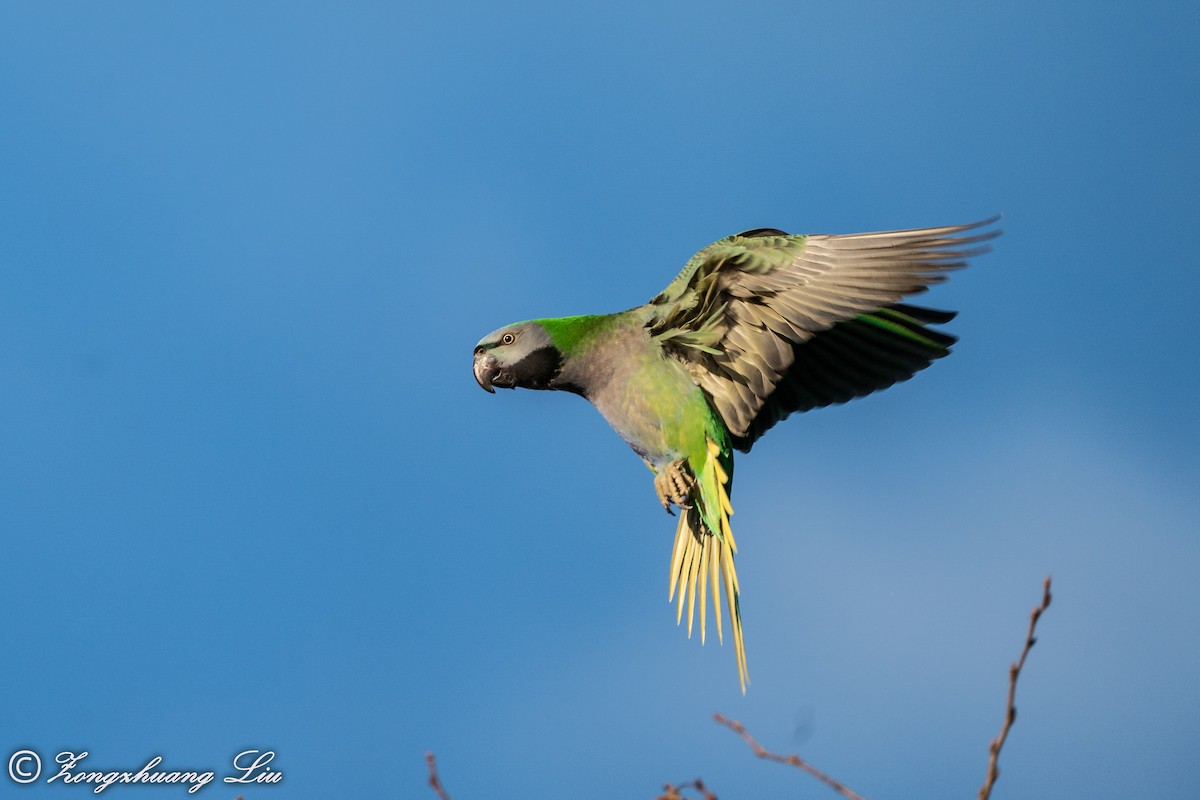 Lord Derby Yeşil Papağanı - ML549593331