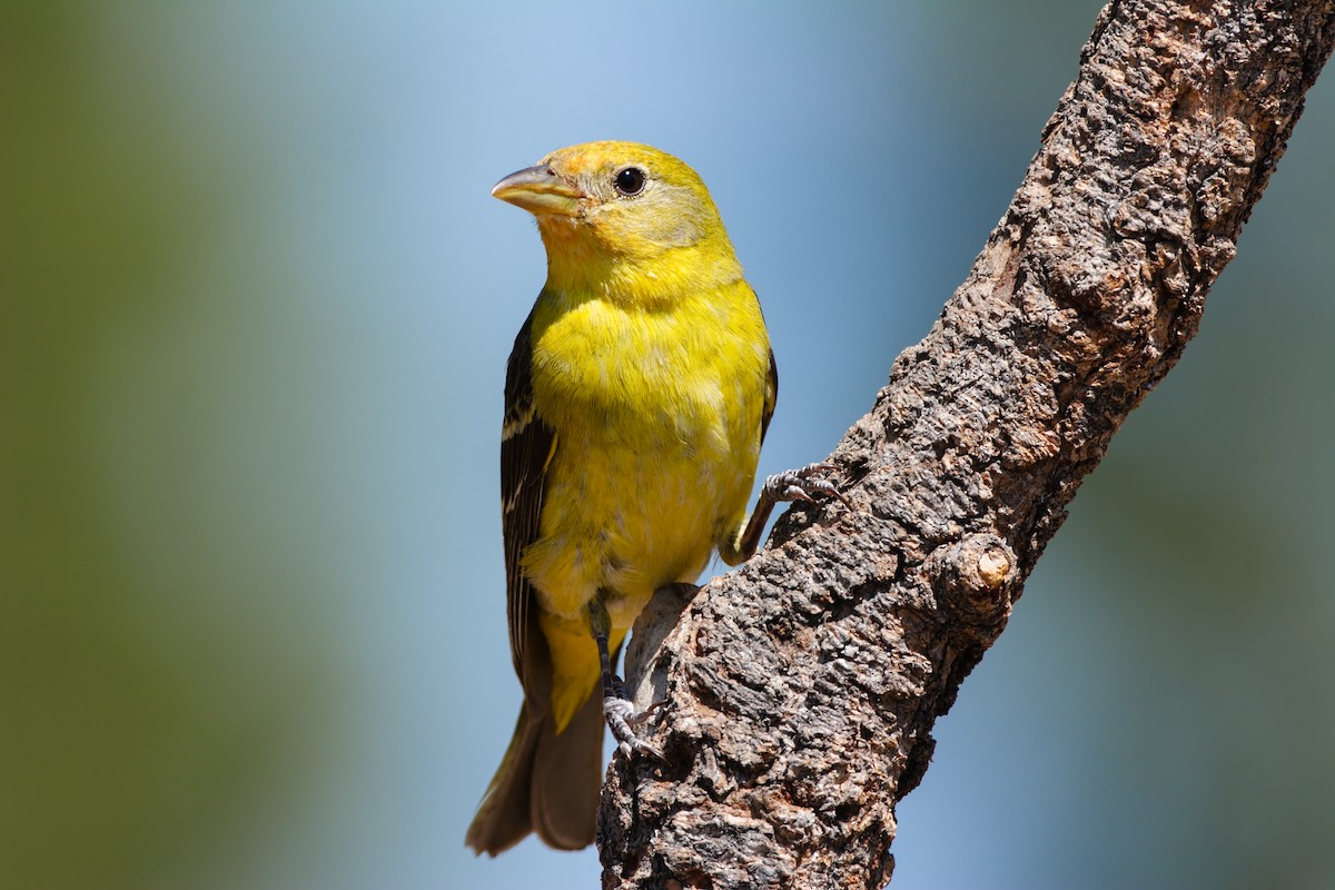 Western Tanager - ML549594431