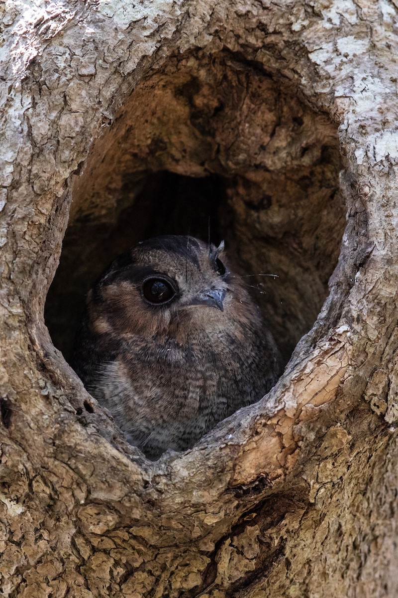 Australian Owlet-nightjar - ML549597571