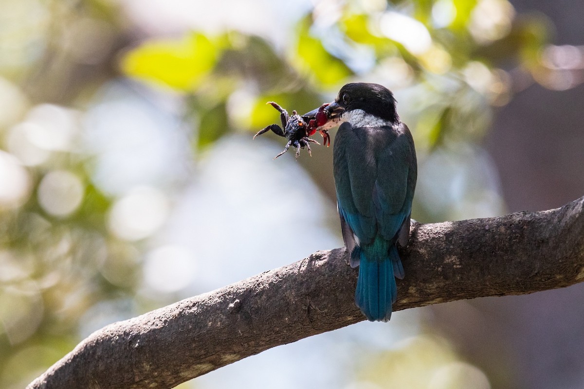 Torresian Kingfisher - Andrew and Michelle Ruthenberg