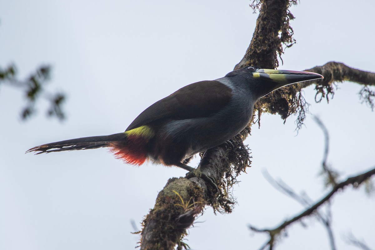 Gray-breasted Mountain-Toucan - ML549598871