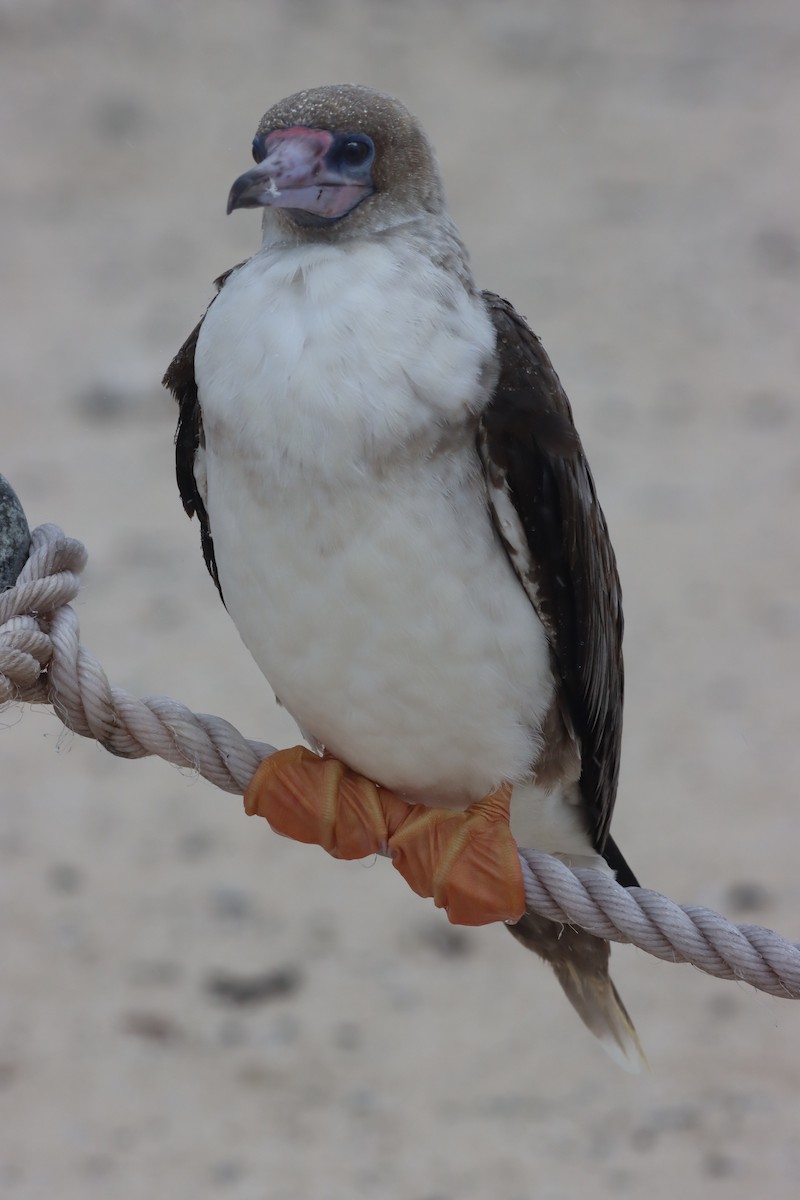 Red-footed Booby - ML549600811