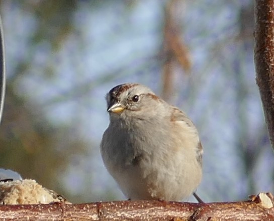 American Tree Sparrow - ML549600831