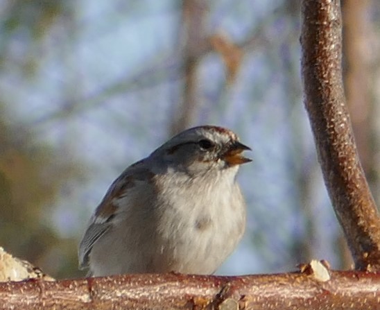 American Tree Sparrow - ML549600841