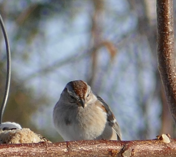 American Tree Sparrow - ML549600851