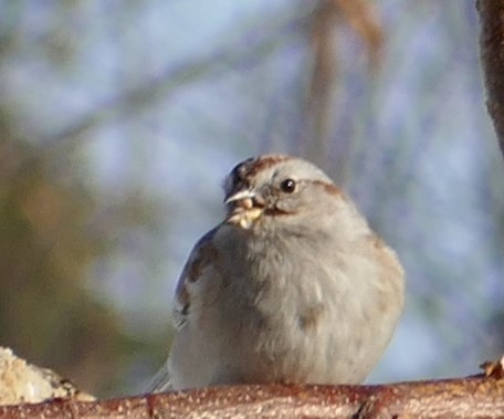 American Tree Sparrow - ML549600861