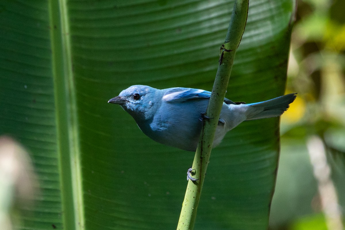 Blue-gray Tanager - ML549601211