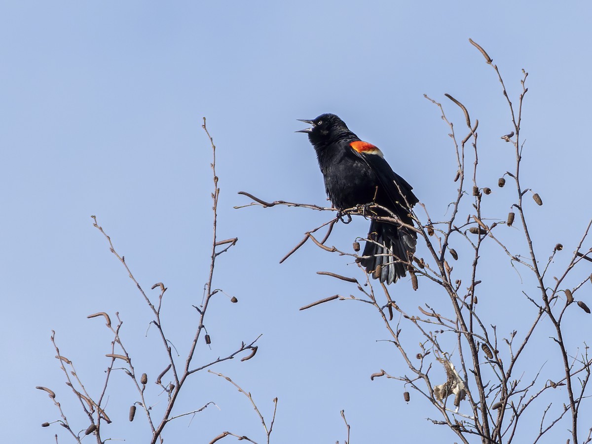 Red-winged Blackbird - ML549602281