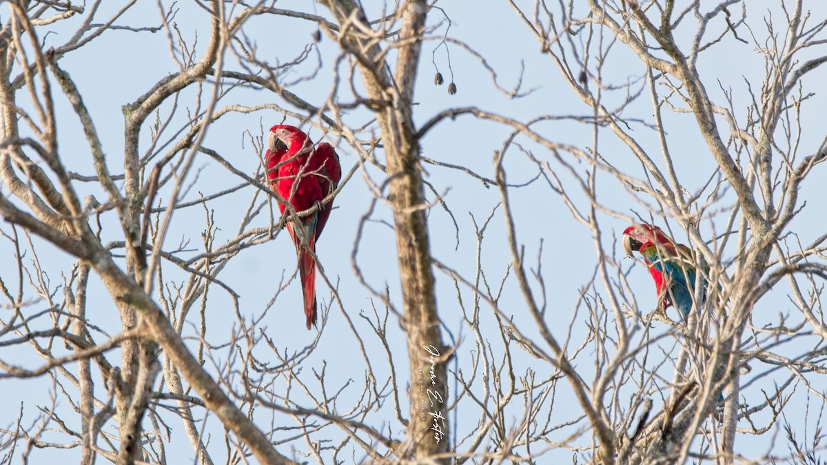 Red-and-green Macaw - ML549603871