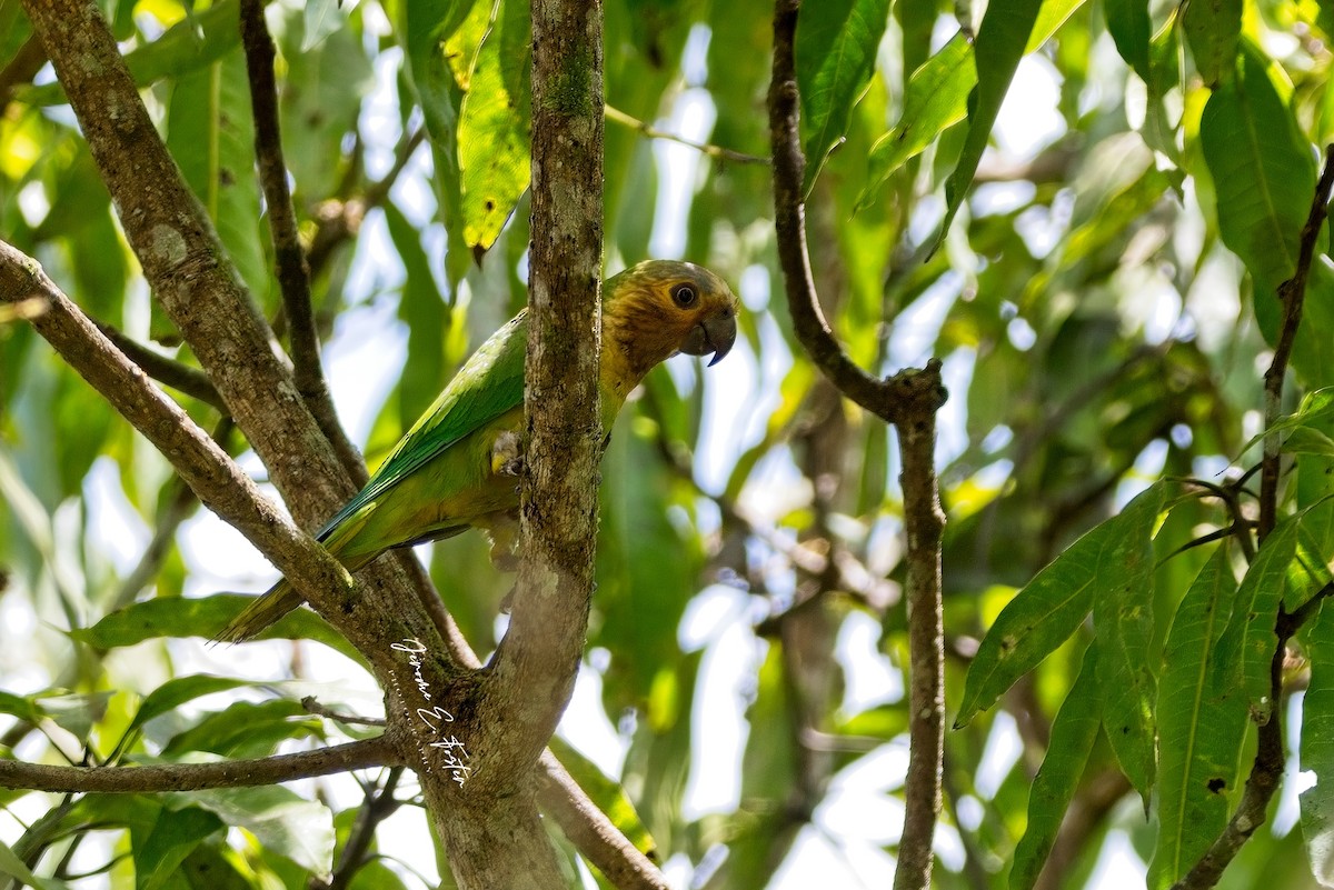 Brown-throated Parakeet - ML549605021