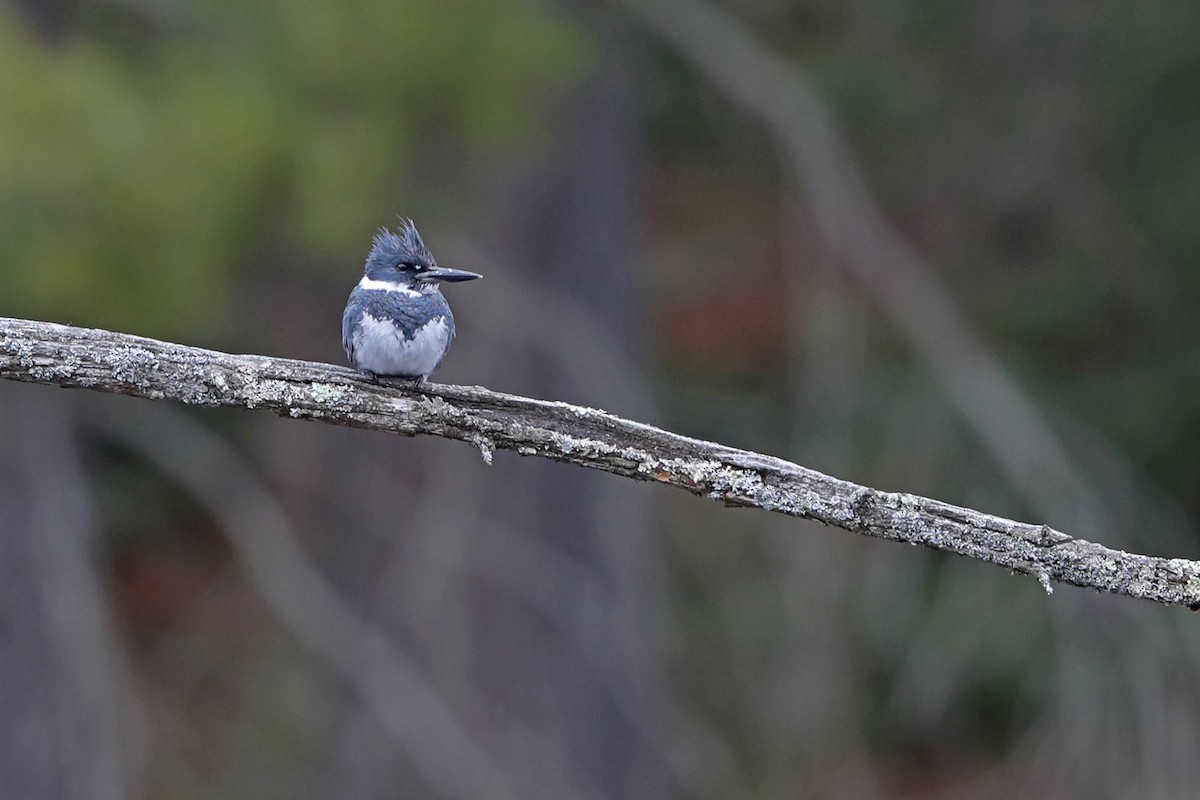 Belted Kingfisher - ML549607251