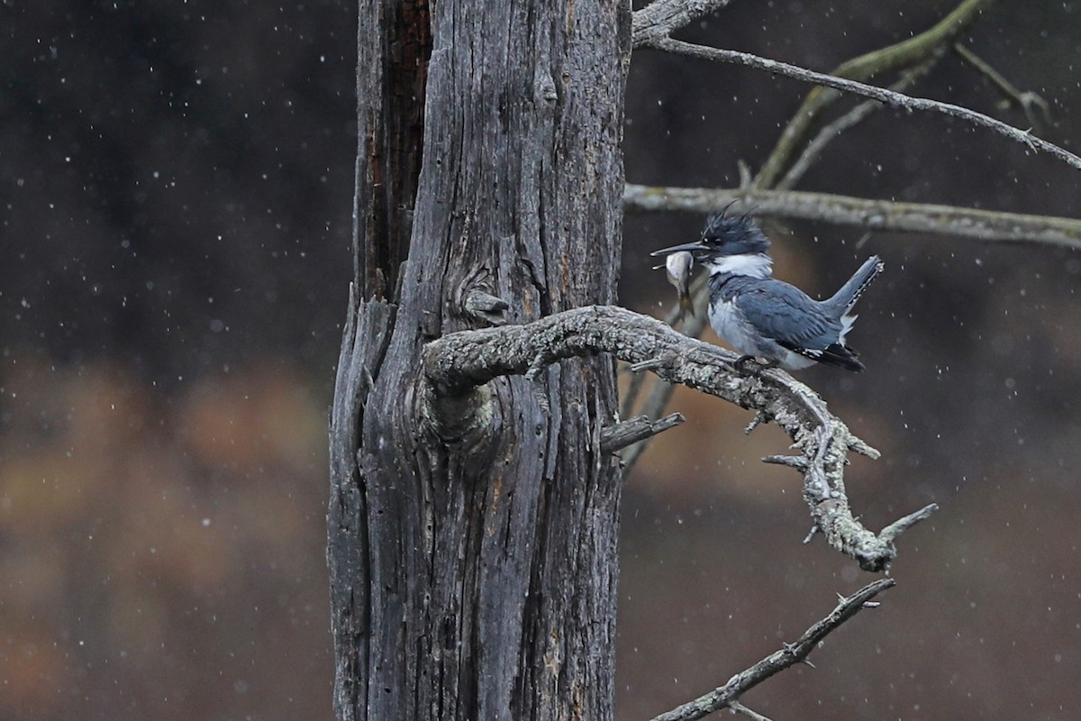 Belted Kingfisher - ML549607261