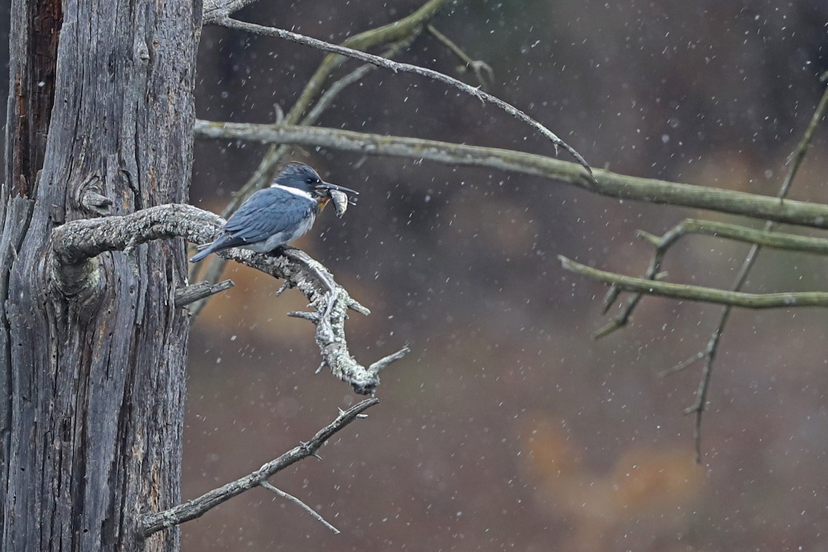 Belted Kingfisher - ML549607271