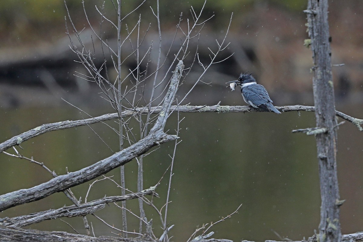 Belted Kingfisher - ML549607281