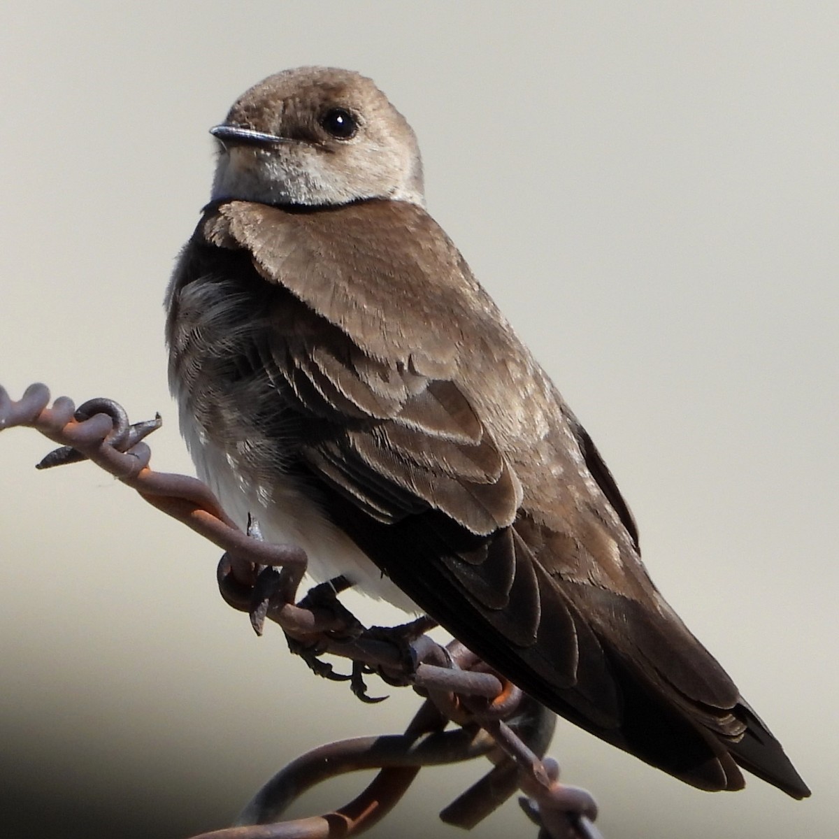 Northern Rough-winged Swallow - ML549608731
