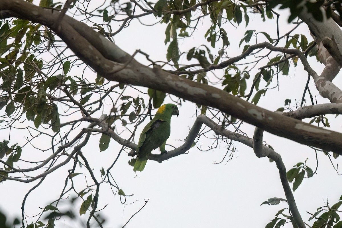 Yellow-naped Parrot - Steve Rappaport