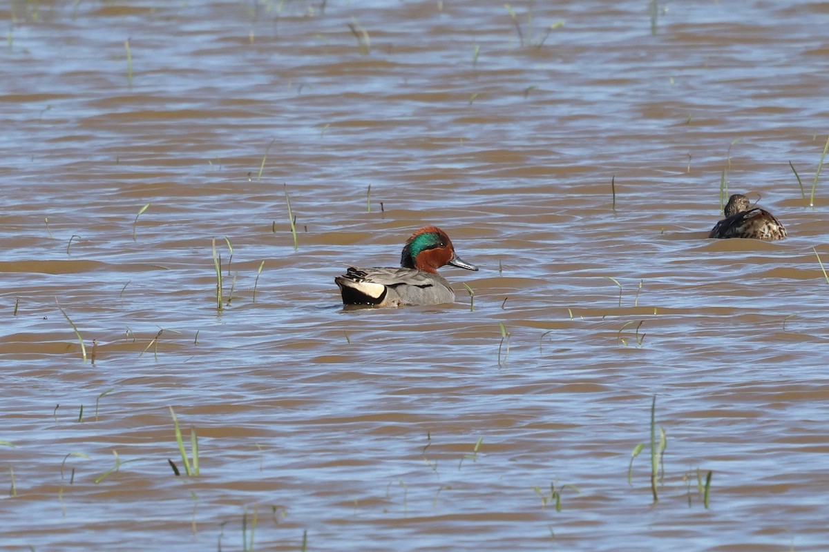 Green-winged Teal - ML549614601