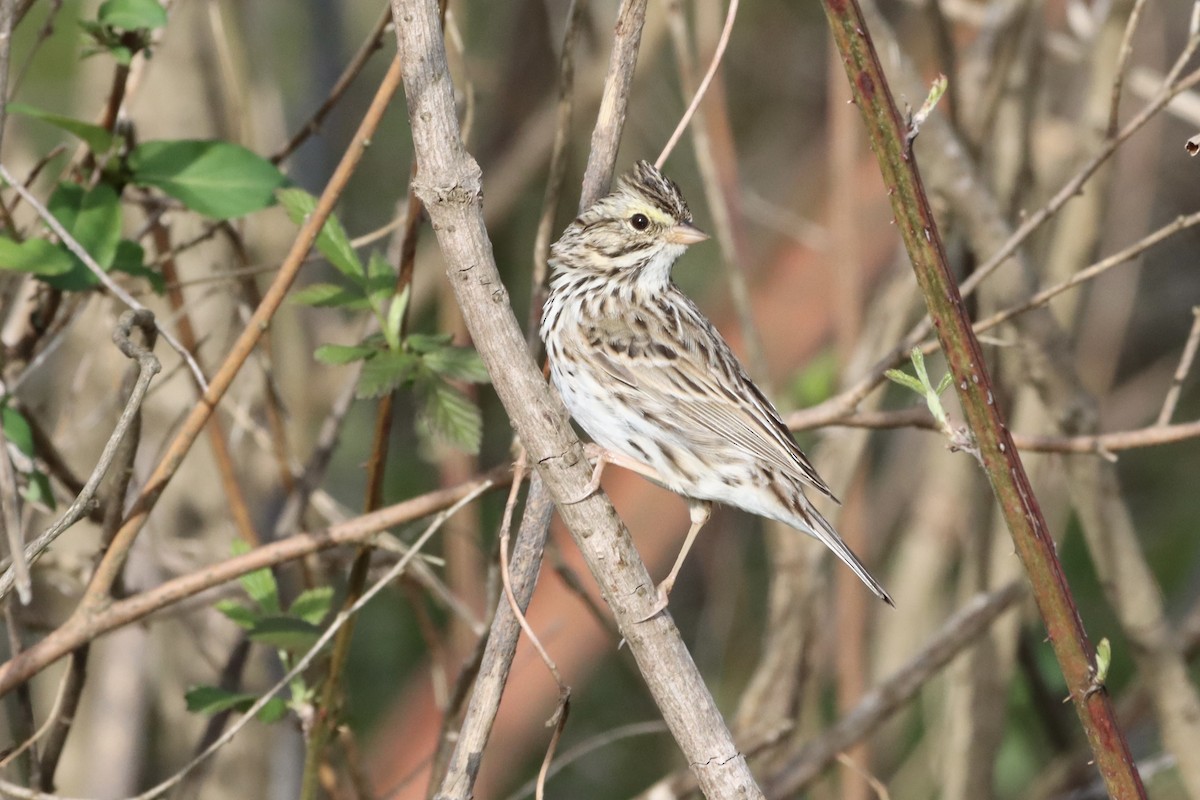 Savannah Sparrow - ML549614911