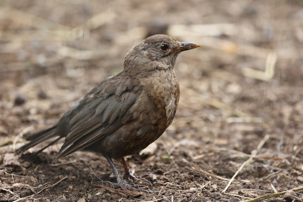 Eurasian Blackbird - ML549616431