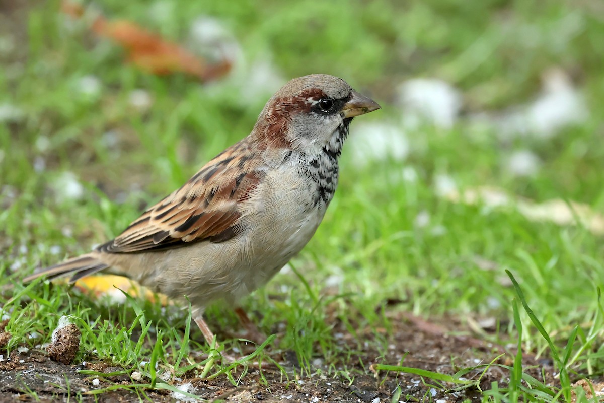 House Sparrow - ML549616871