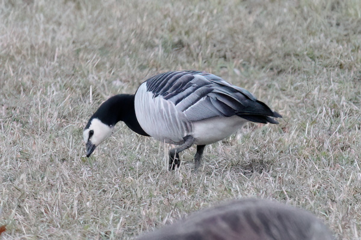 Maine eBird Checklist 24 Mar 2023 115299 Stetson Rd, Auburn USME