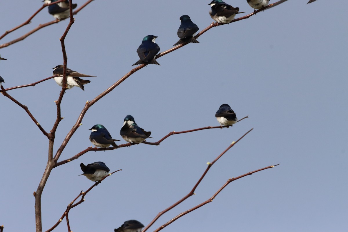 Tree Swallow - Jo VerMulm