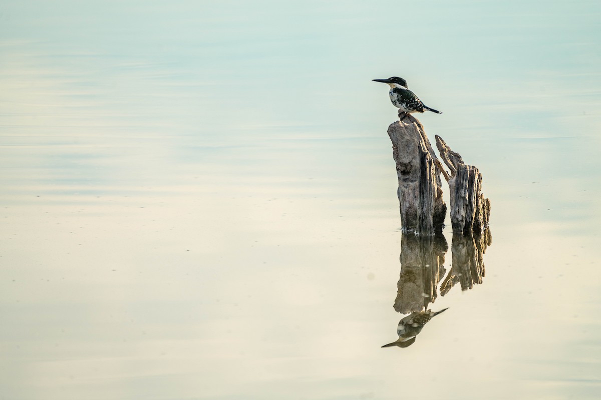 Green Kingfisher - Betsy Miller
