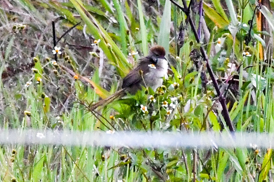 Papuan Grassbird - ML549622311