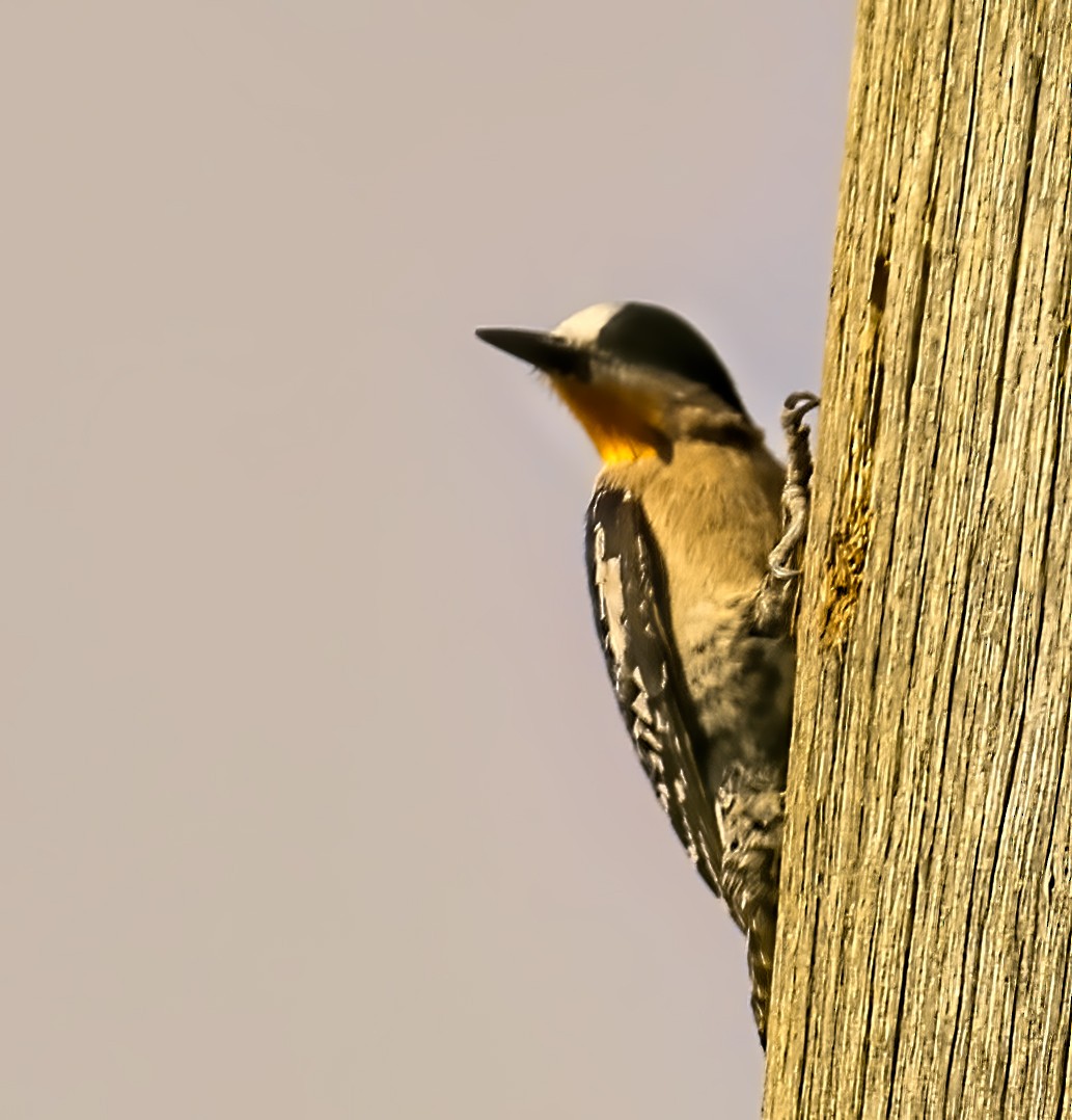 White-fronted Woodpecker - ML549625691